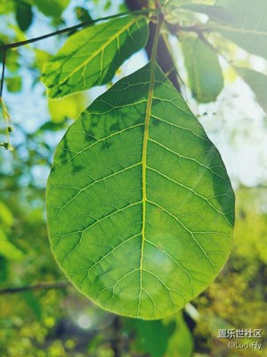 早，陽光甚好