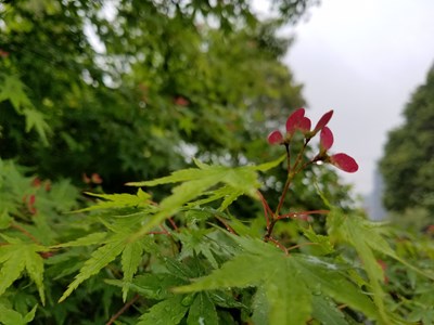 萬綠叢中一點(diǎn)紅