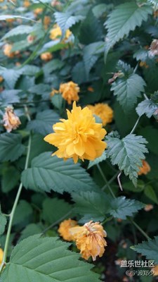 求花名兒