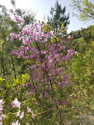杜鵑花開(kāi)