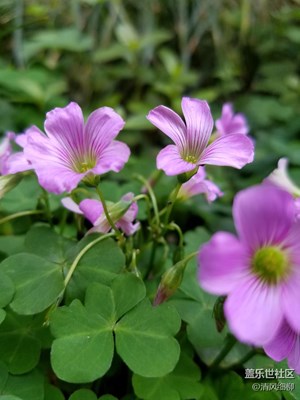 見證細微之境━S7微距試拍（一）