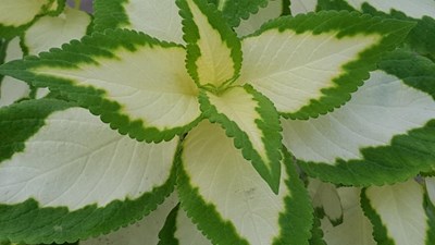 不知名的花