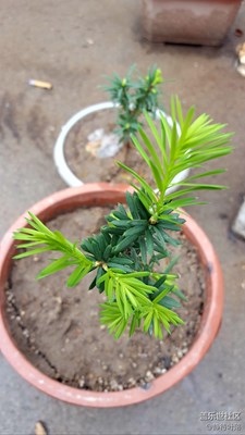 新綠