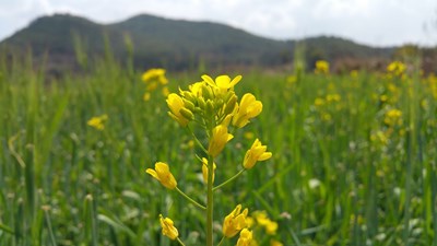 【春妝】+云南曲靖馬龍+春的色彩