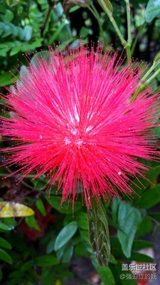 路邊的花花草草﹉
