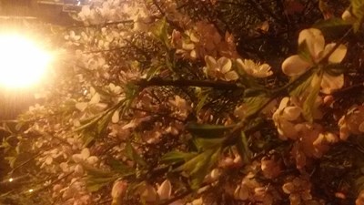 終于有點(diǎn)春天的味道了！