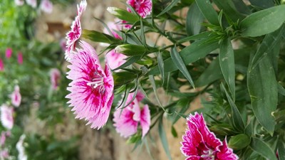 【春妝】+鄭州+街角公園的小花