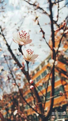 自己隨手拍的春の花