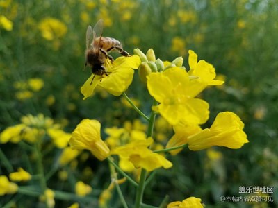【春妝】+ 三峽 + 恬靜綻放