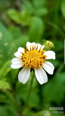 一朵小花隨手一拍