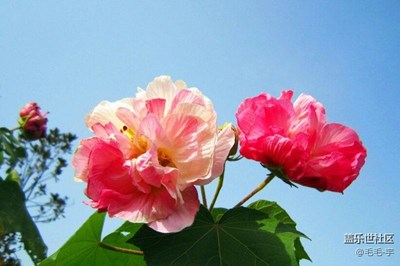 “景”繡芙蓉
