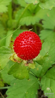 【春妝】+彼頭+蛇果