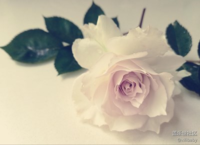 【春妝】+上海+大天使加百列初花