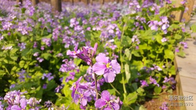 note5的專業(yè)模式