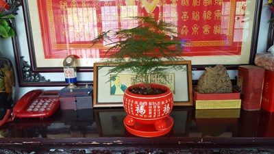 鑒證S6的拍照能力------老房子里的文竹