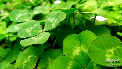 路邊的空氣凈化器