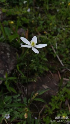 剛剛拍的小花，草。微距