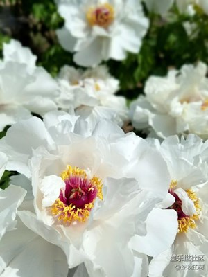 國色 圓明園牡丹