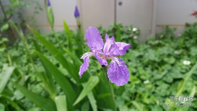 落花人獨(dú)立，微雨燕雙飛