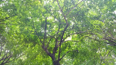 【春妝】+廣州+雨后樹影