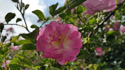 薔薇花