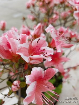 不一樣的花朵。