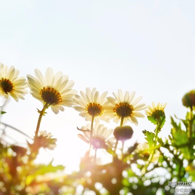 實在憋的慌 出來溜溜（悠閑午后）