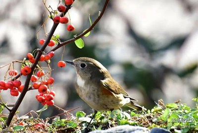 【春去花還在，人來鳥不驚】