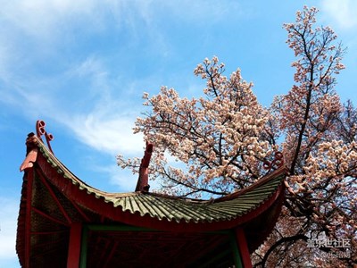 那年杏花微雨，也許一開始便是錯。王昭博