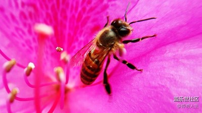 路邊的野花，路邊的“瘋”