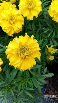 這是什么花