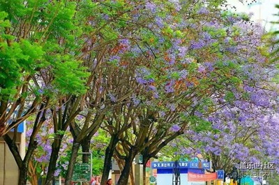 分享幾張旅游云南隨手拍照