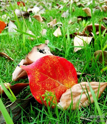 青春逝去之前的迸發(fā)------植物篇