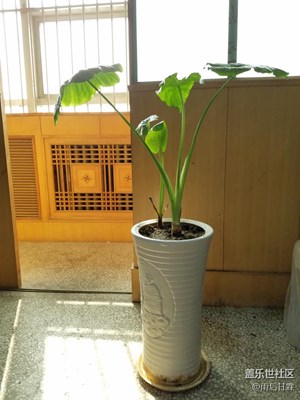 辦公室的綠植