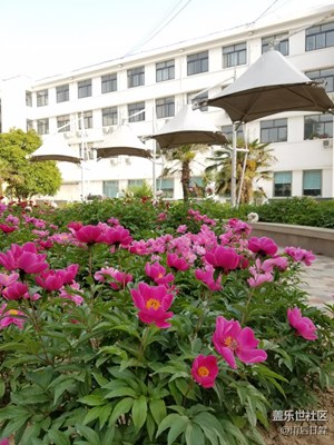 市行花園