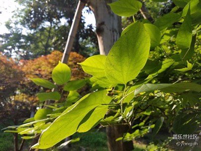 沒花了拍樹葉