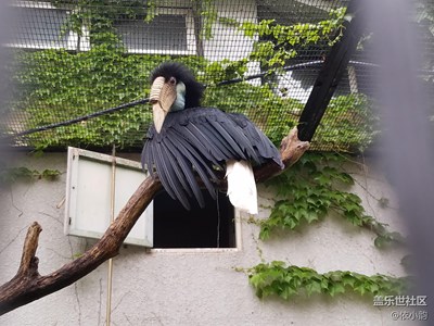 動(dòng)物園拍的