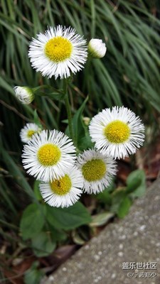 這是什么花