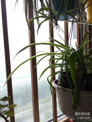 清晨23層陽臺的花