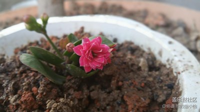 留住春天的剎那