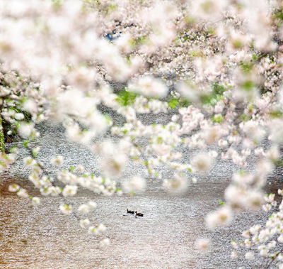 櫻花季