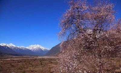 雪域桃花