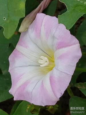 【勞動者的歌】+鹽城+田園花草