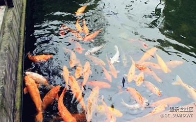 魚兒嬉戲
