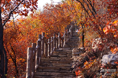 又是一年紅葉時