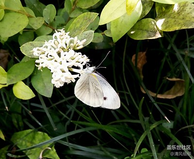 蝶舞蜂飛