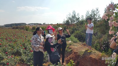 【勞動者的歌】+云南+賞花者