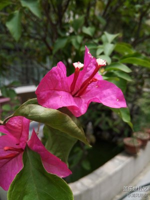 小區(qū)的三角梅