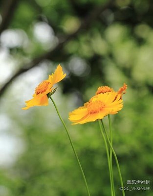 小黃花