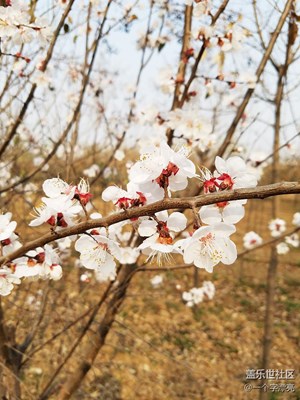 花開(kāi)剎那
